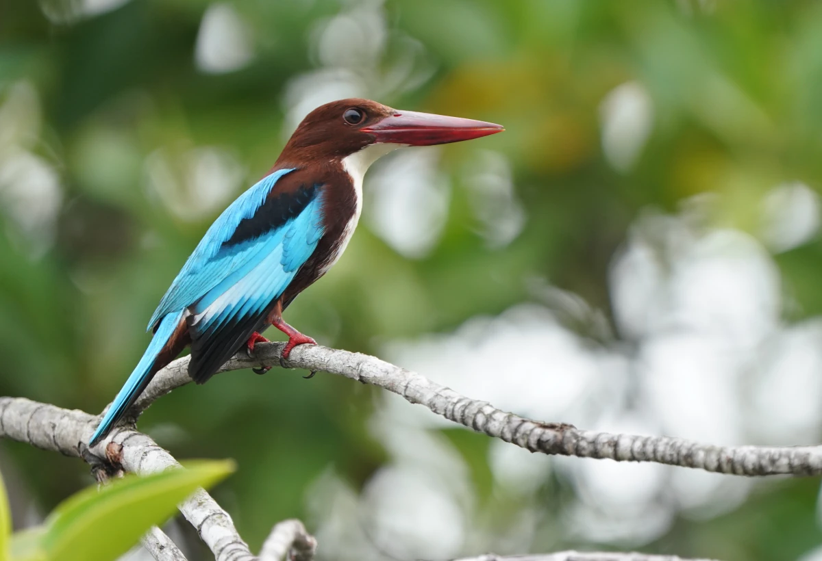 Braunliest (ein Eisvogel) an der Negombo-Lagune