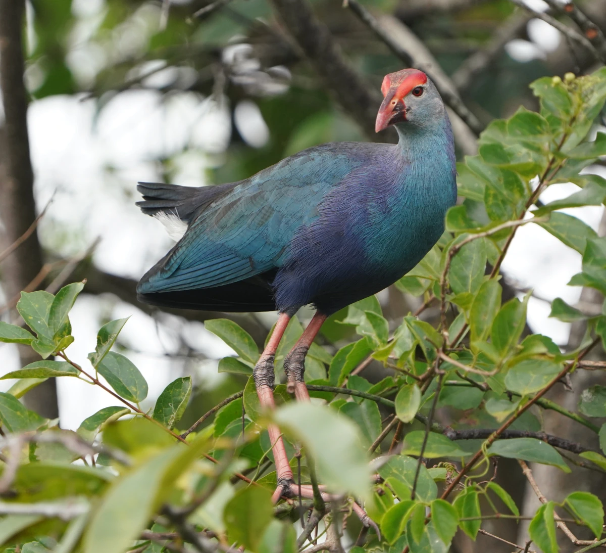 Graukopf-Purpurhuhn an der Negombo-Lagune