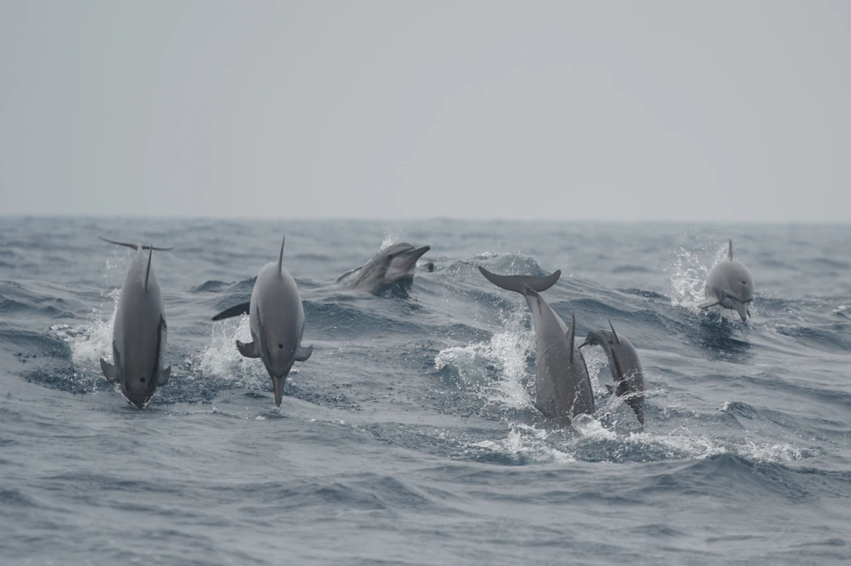 Ostpazifische Delfine (Spinnerdelfine) vor Sri Lanka