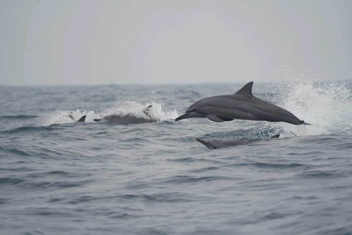 Ostpazifische Delfine (Spinnerdelfine) vor Sri Lanka