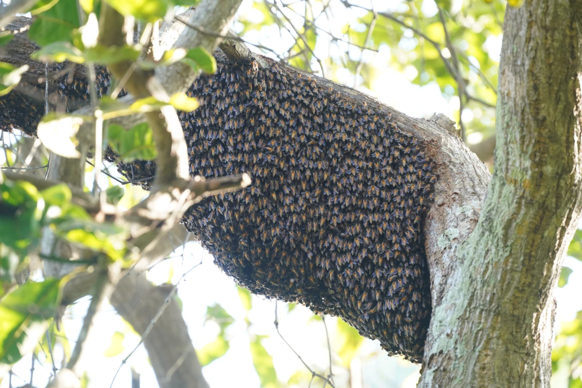 Wildbienen