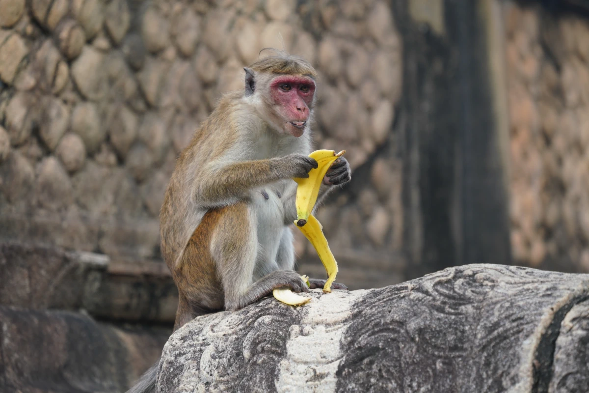 Ceylon-Hutaffe frisst eine Bananenschale