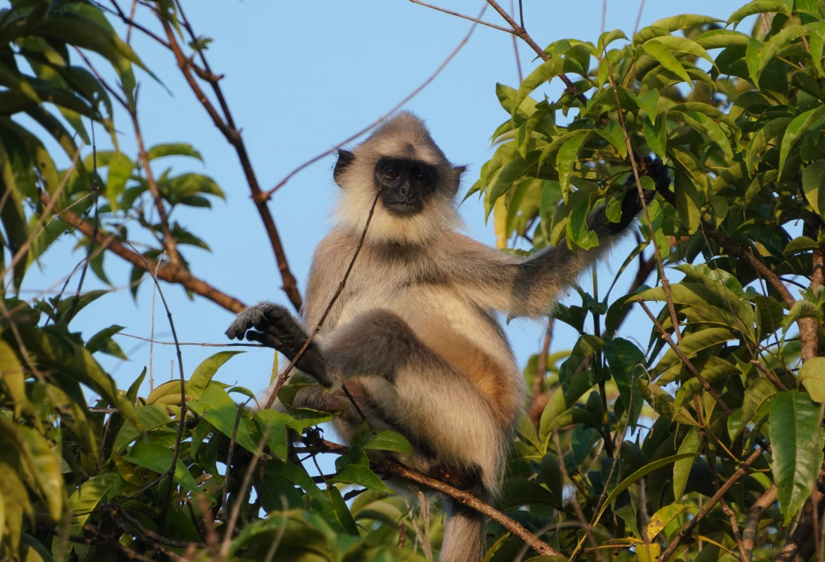 Südlicher Hanuman-Langur