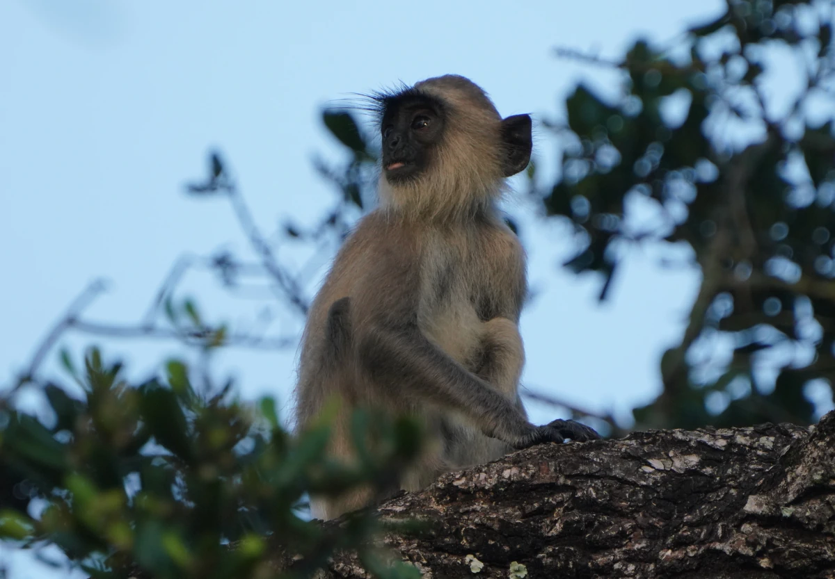 Südlicher Hanuman-Langur