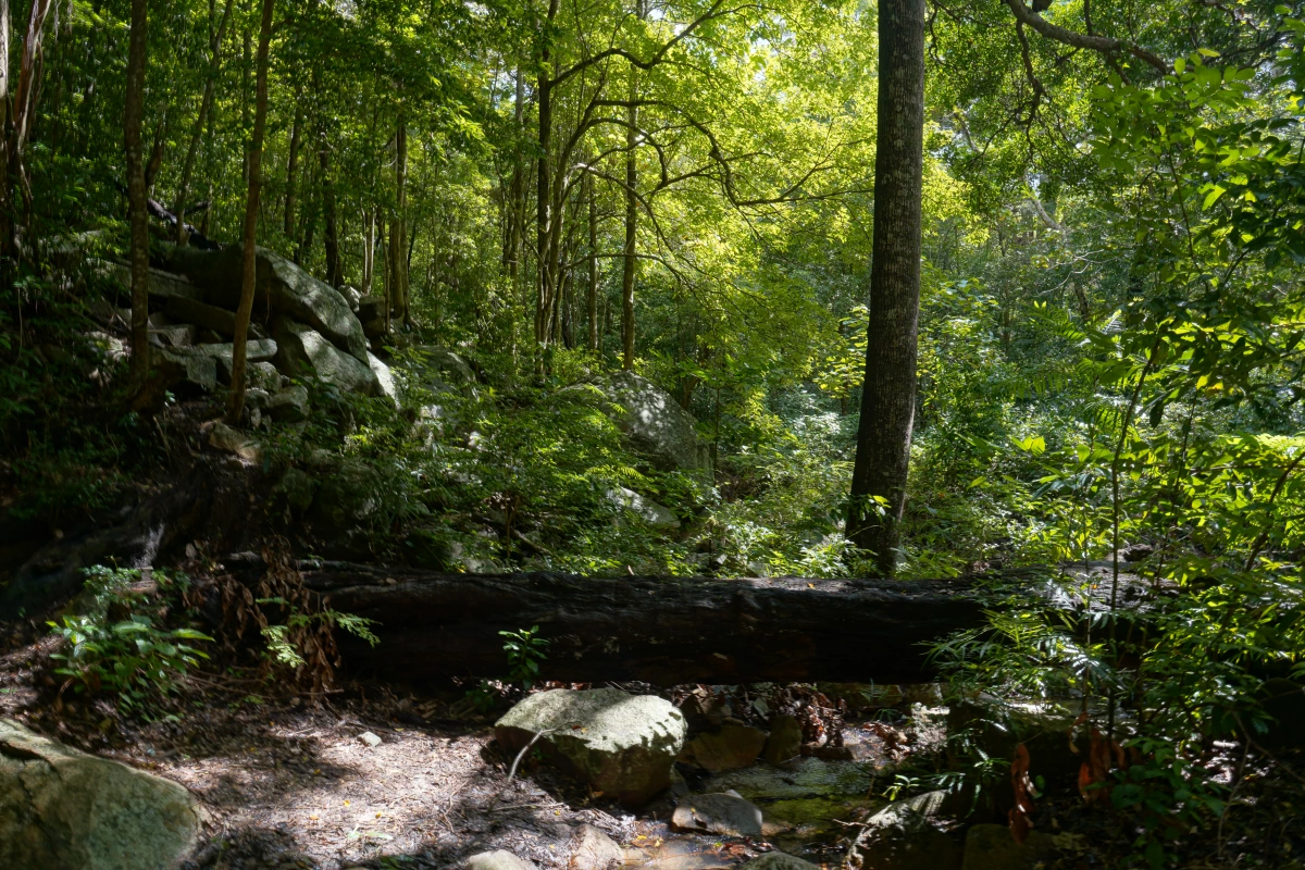 Wald von Ritigala