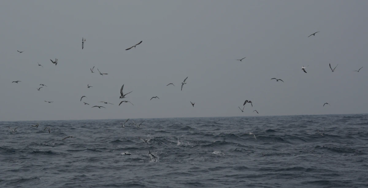 Seeschwalben und Weiße Tunfische vor Sri Lanka