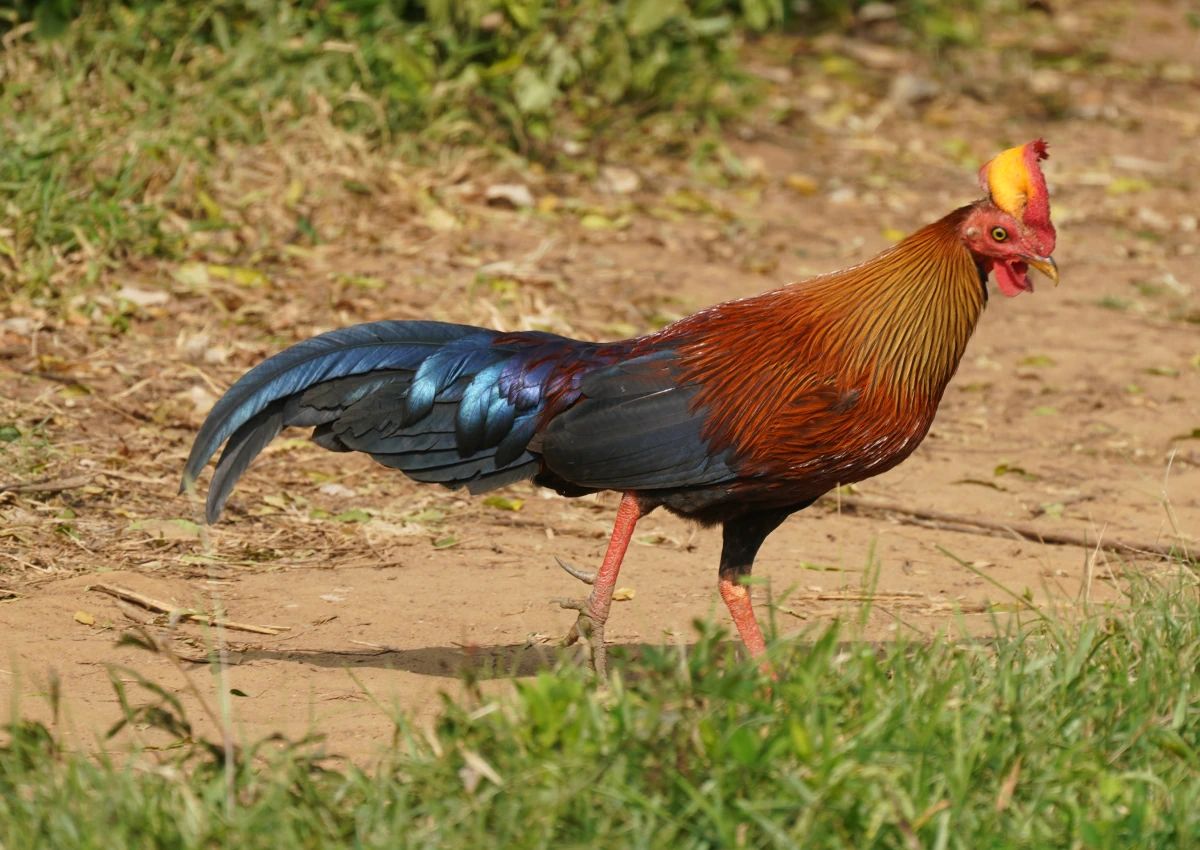 Hahn eines Ceylonhuhns in Udawalawa