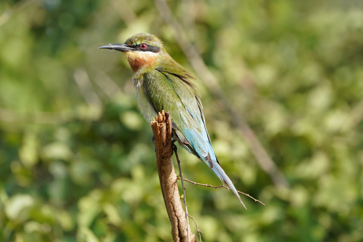 Blauschwanzspint im Udawalawe-Nationalpark