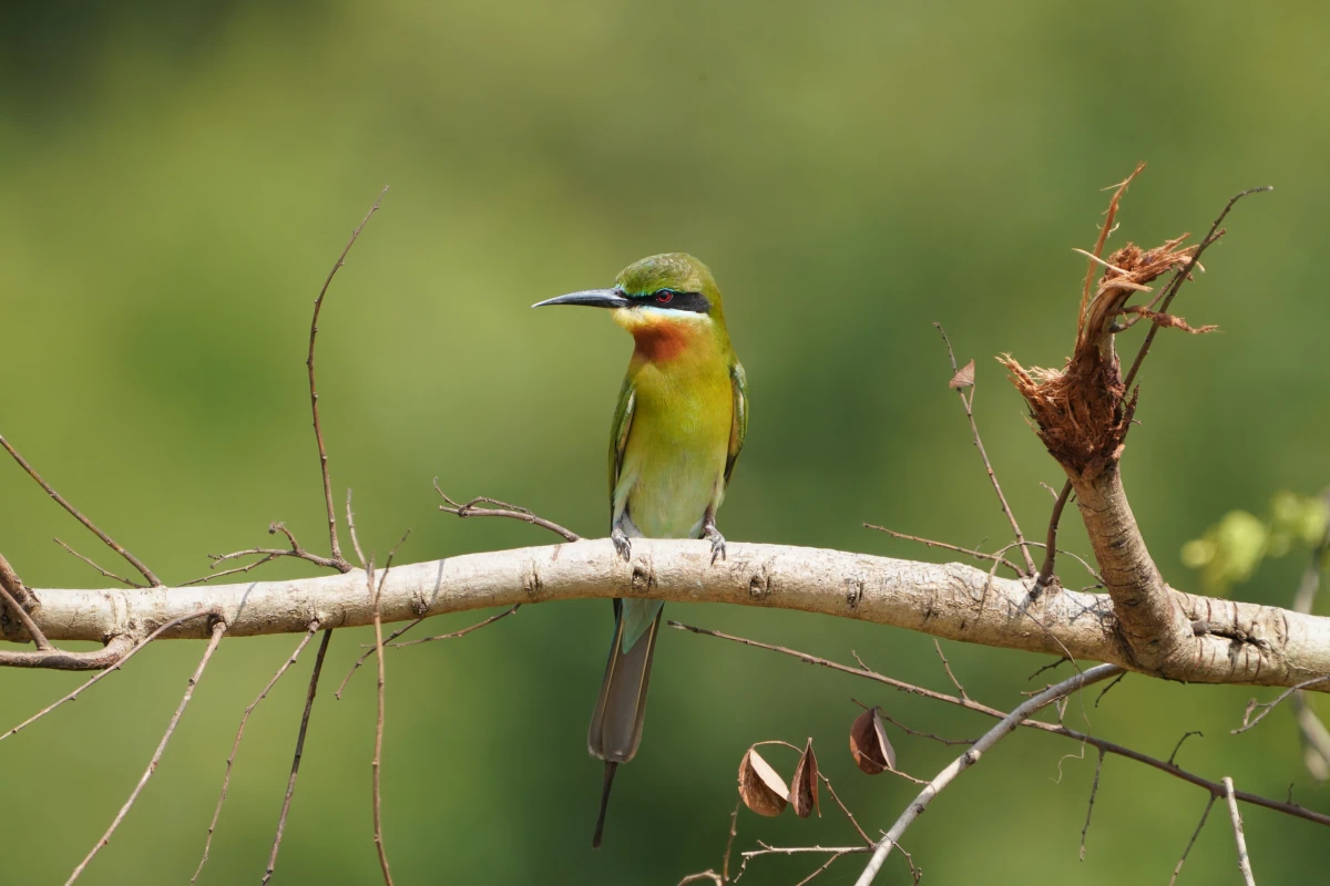 Blauschwanzspint im Udawalawe-Nationalpark