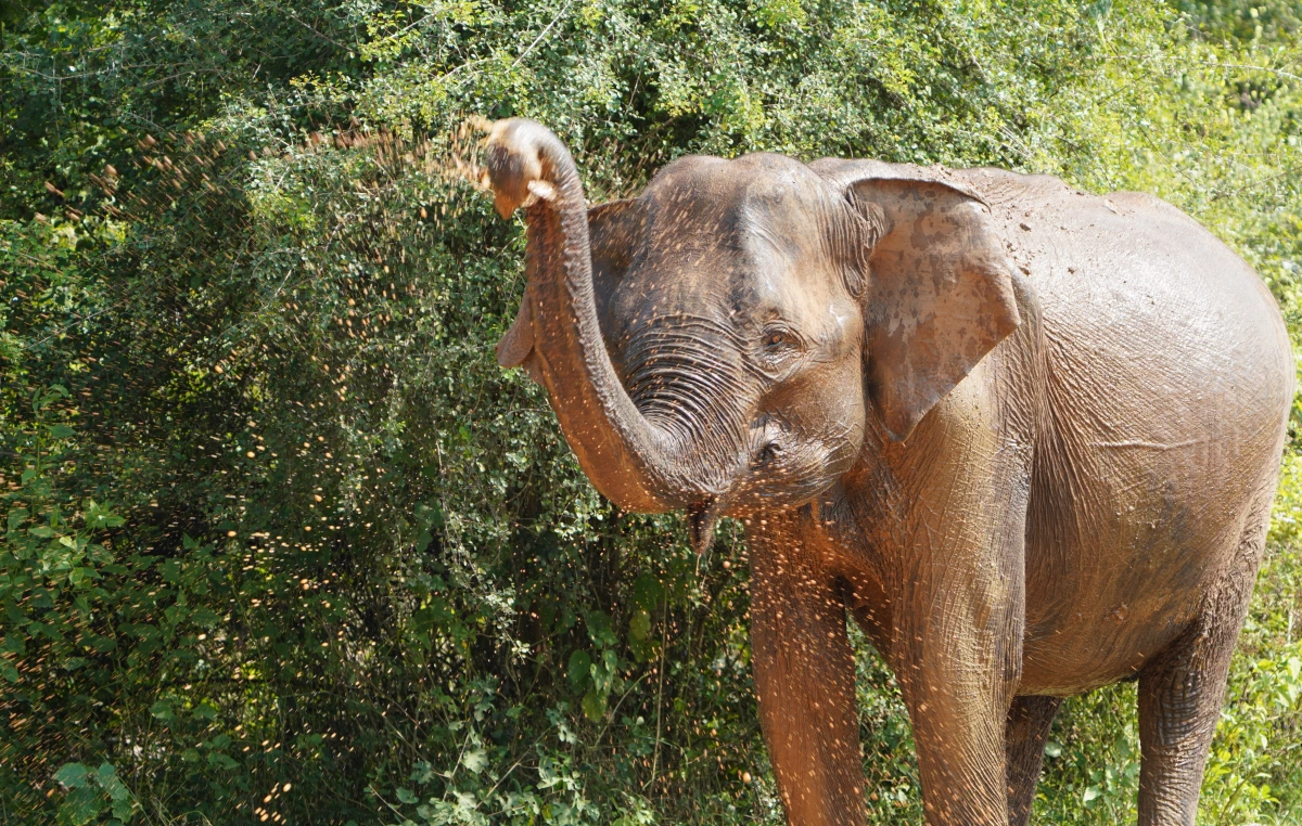 Asiatischer Elefant im Udawalawe-Nationalpark „duscht“ sich