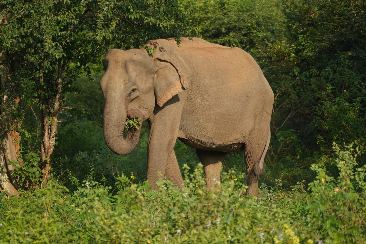 Asiatischer Elefant im Udawalawe-Nationalpark