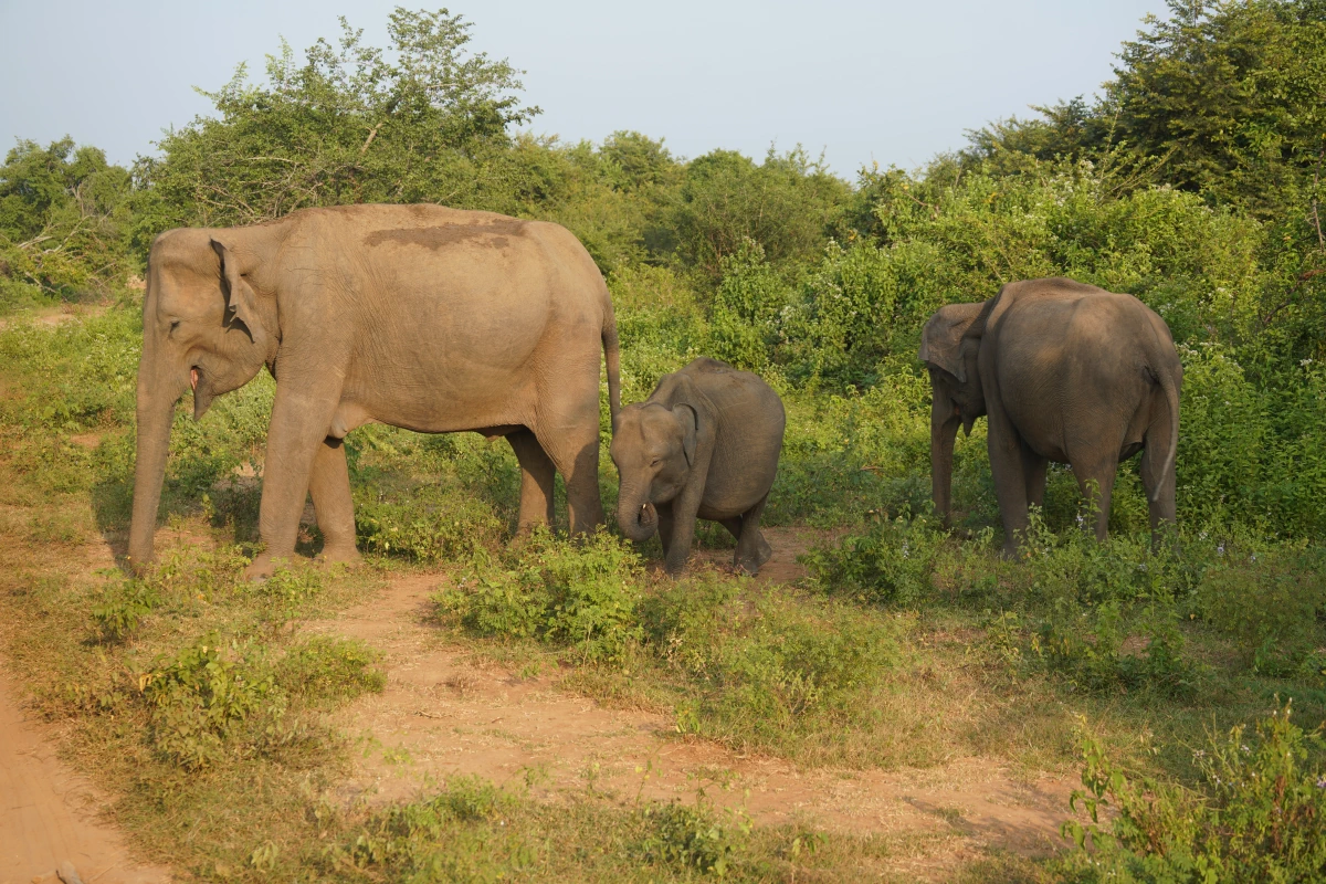 Elefanten mit Jungtier im Udawalawe-Nationalpark