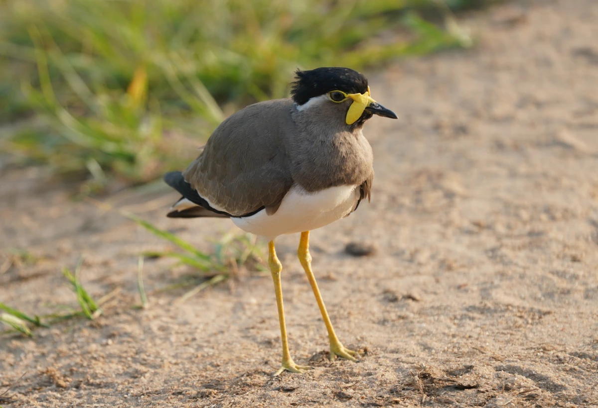 Gelblappenkiebitz im Udawalawe-Nationalpark