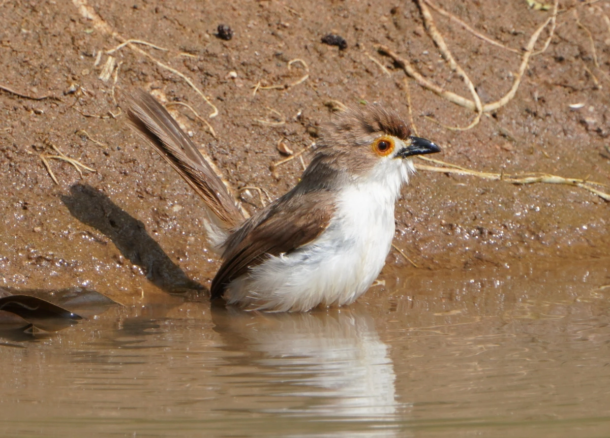 Goldenaugen-Grasmücke im Udawalawe-Nationalpark badet