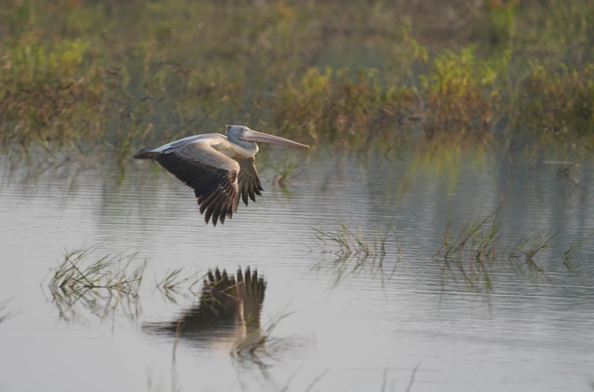 Graupelikan fliegt über einen See im Udawalawe-Nationalpark