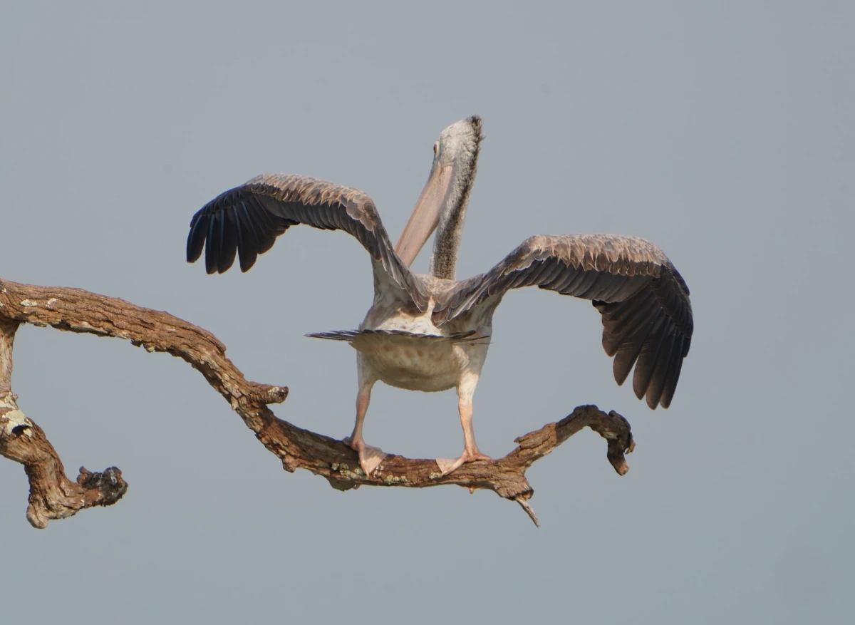 Graupelikan landet im Udawalawe-Nationalpark