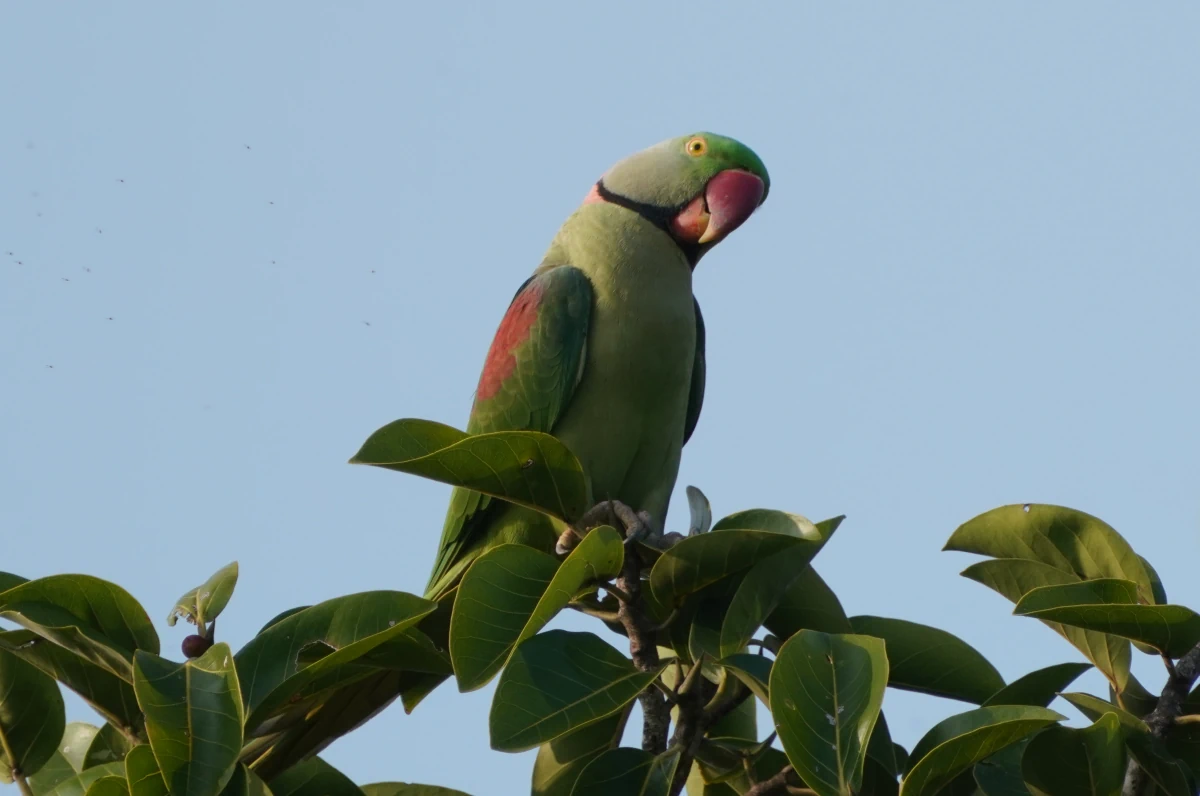 Großer Alexandersittich im Udawalawe-Nationalpark