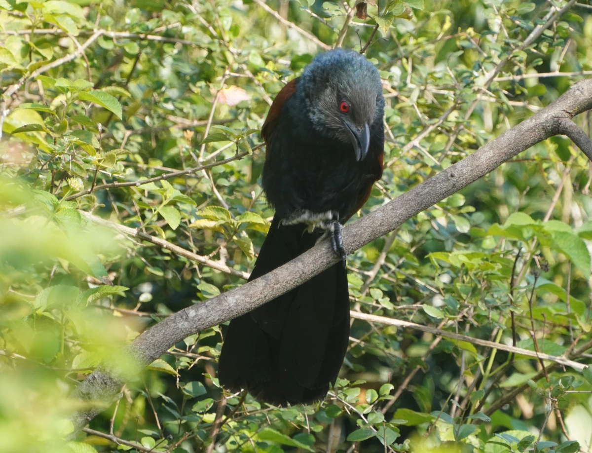 Heckenkuckuck im Udawalawe-Nationalpark