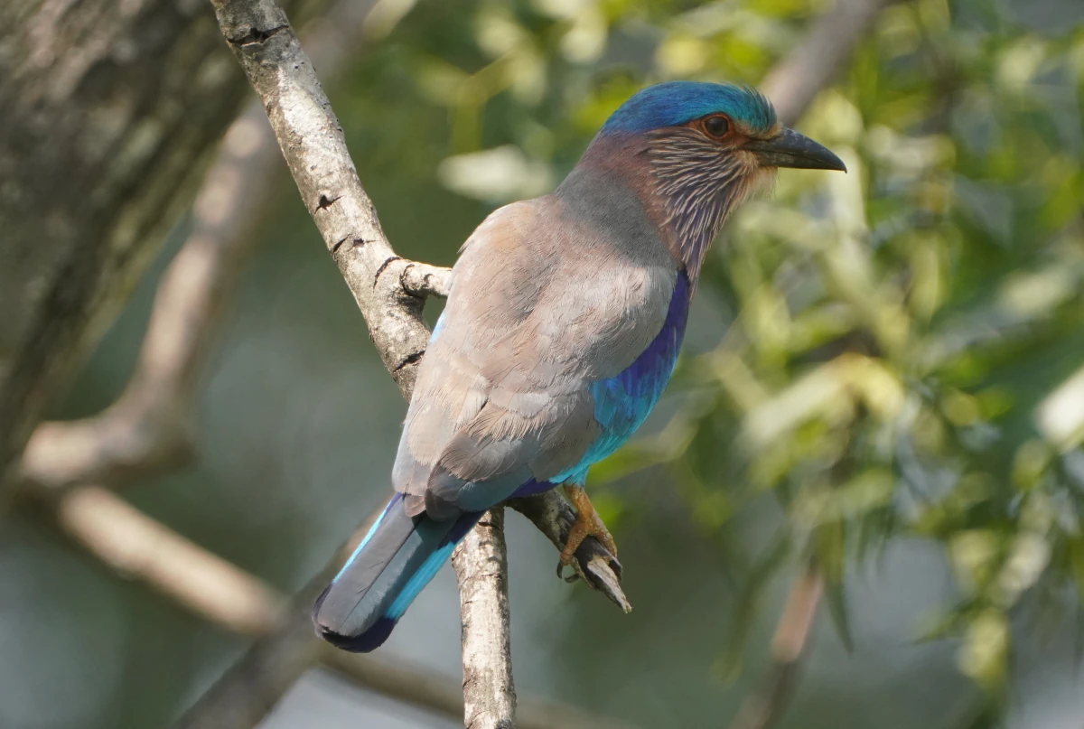 Hinduracke im Udawalawe-Nationalpark