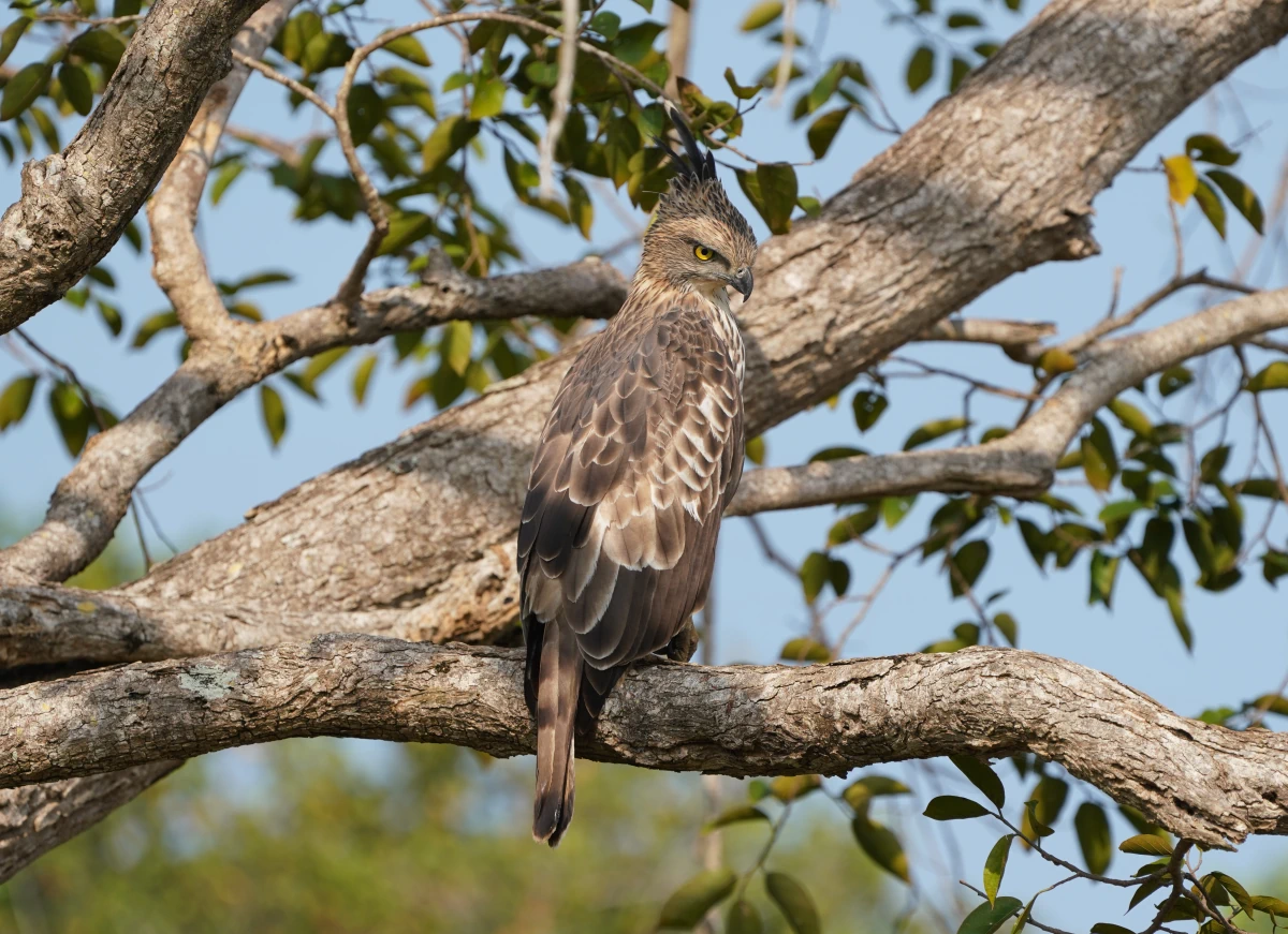 Indienhaubenadler im Udawalawe-Nationalpark