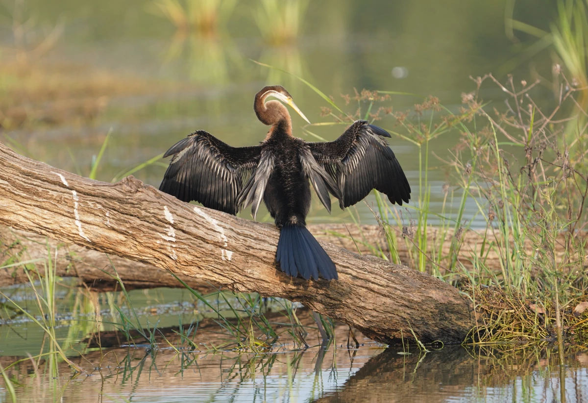 Indischer Schlangenhalsvogel im Udawalawe-Nationalpark trocknet