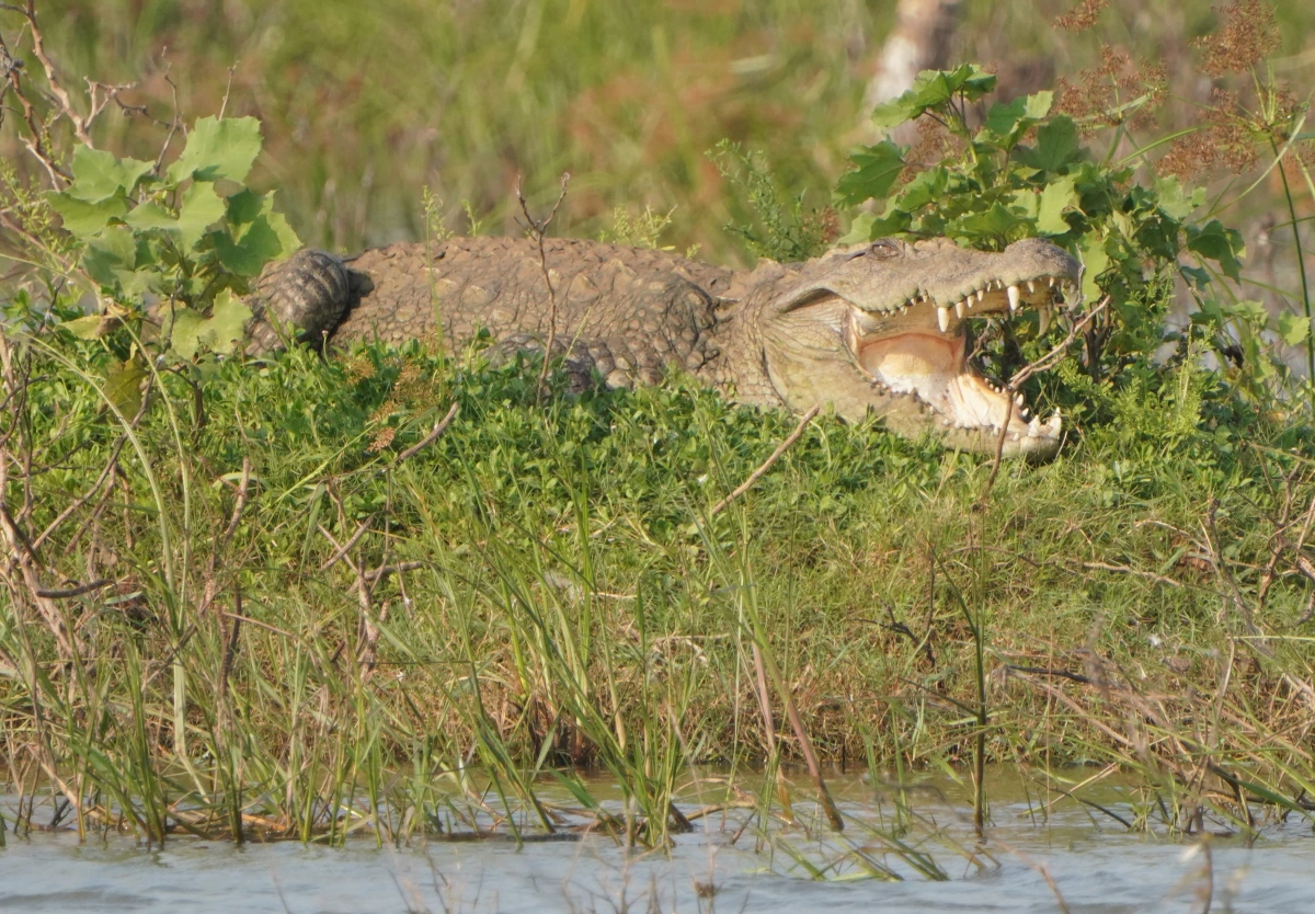 Leistenkrokodil auf einer Insel in einem See im Udawalawe-Nationalpark