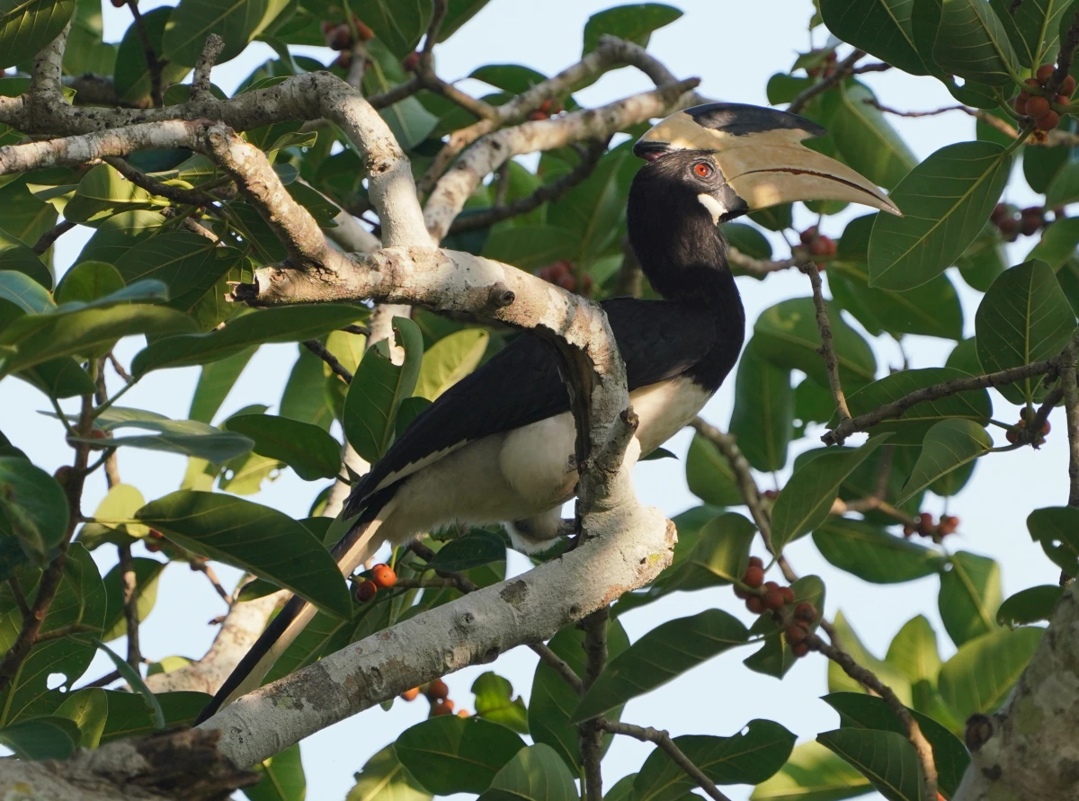 Malabarhornvogel im Udawalawe-Nationalpark