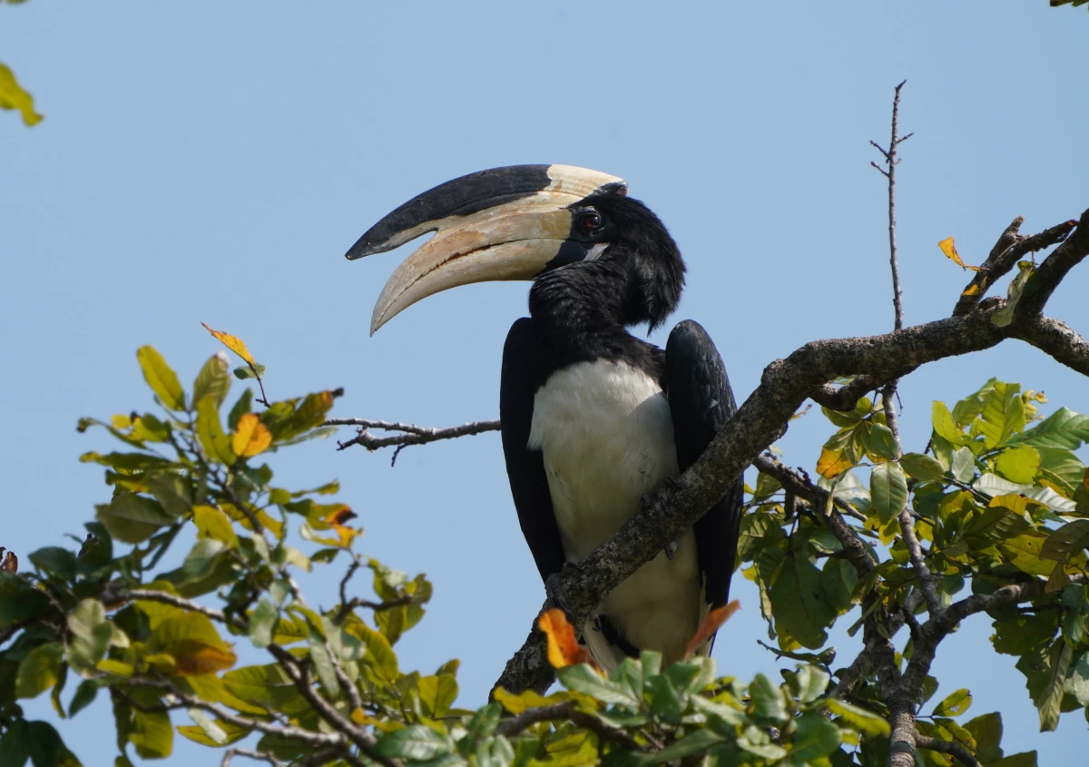 Malabarhornvogel im Udawalawe-Nationalpark