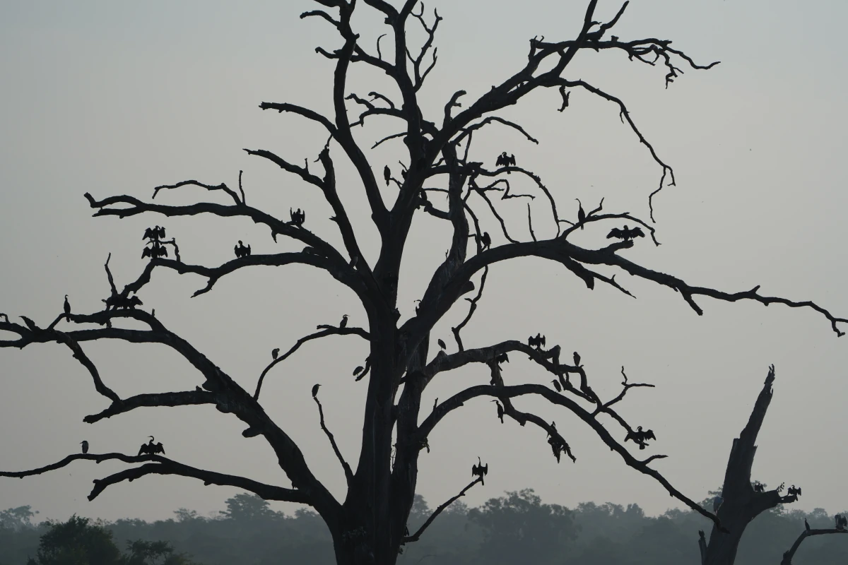 Kormorane trocknen auf einem Baum im Udawalawe-Nationalpark