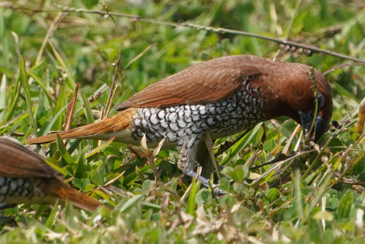 Muskatbronzemännchen im Udawalawe-Nationalpark beim Fressen