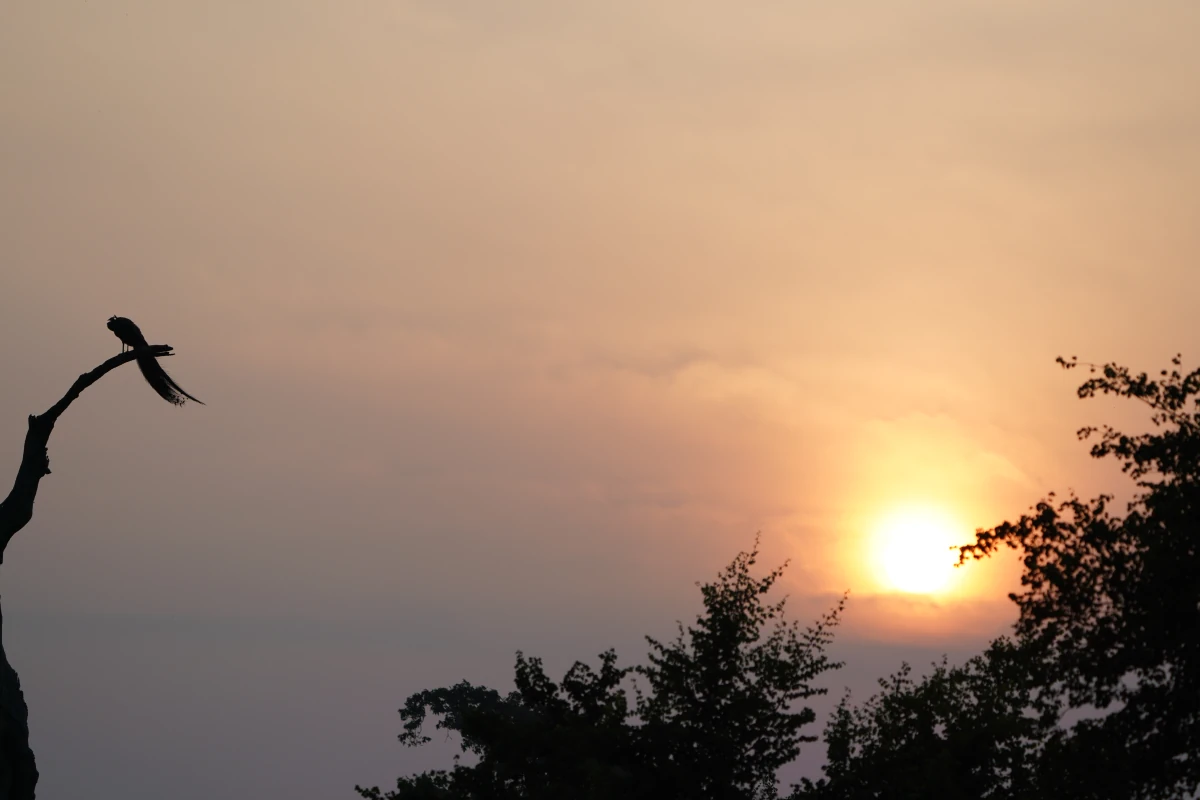 Silhouette eines Blauen Pfaus auf seinem Schlafbaum im Udawalawe-Nationalpark, mit Sonnenaufgang