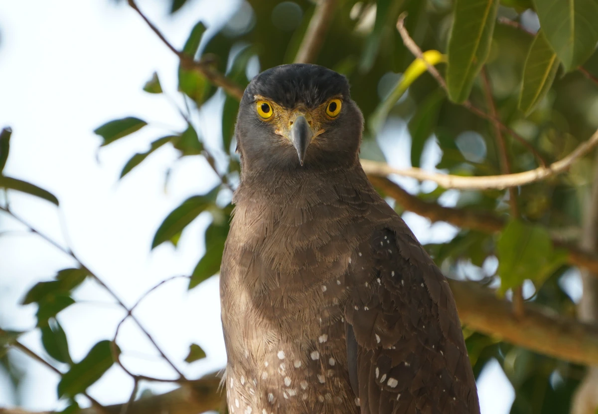 Kopf eines Schlangenadlers im Udawalawe-Nationalpark