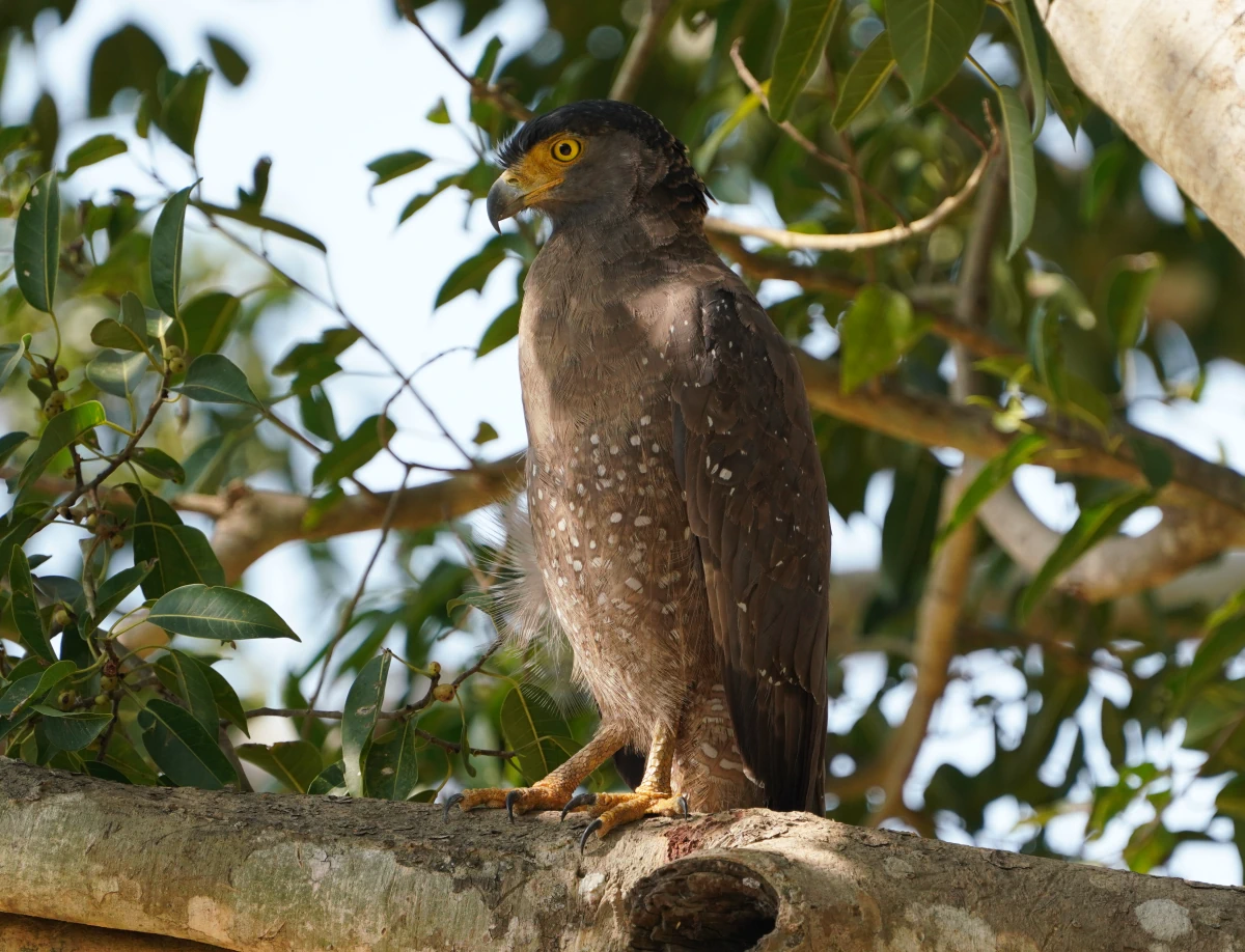 Schlangenadler im Udawalawe-Nationalpark