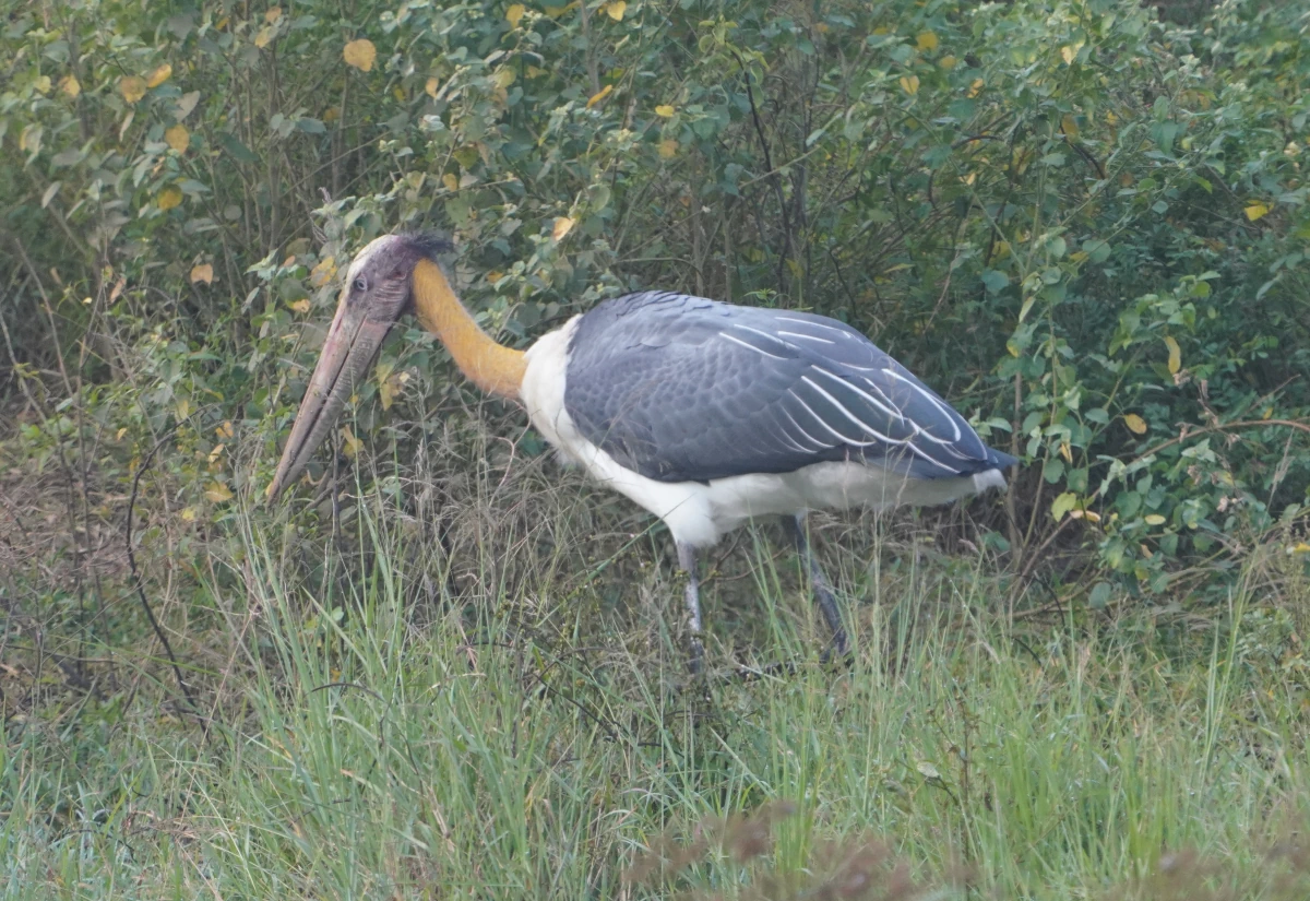 Sunda-Marabu im Udawalawe-Nationalpark