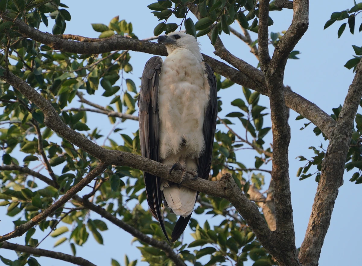 Weißbauch-Seeadler im Udawalawe-Nationalpark