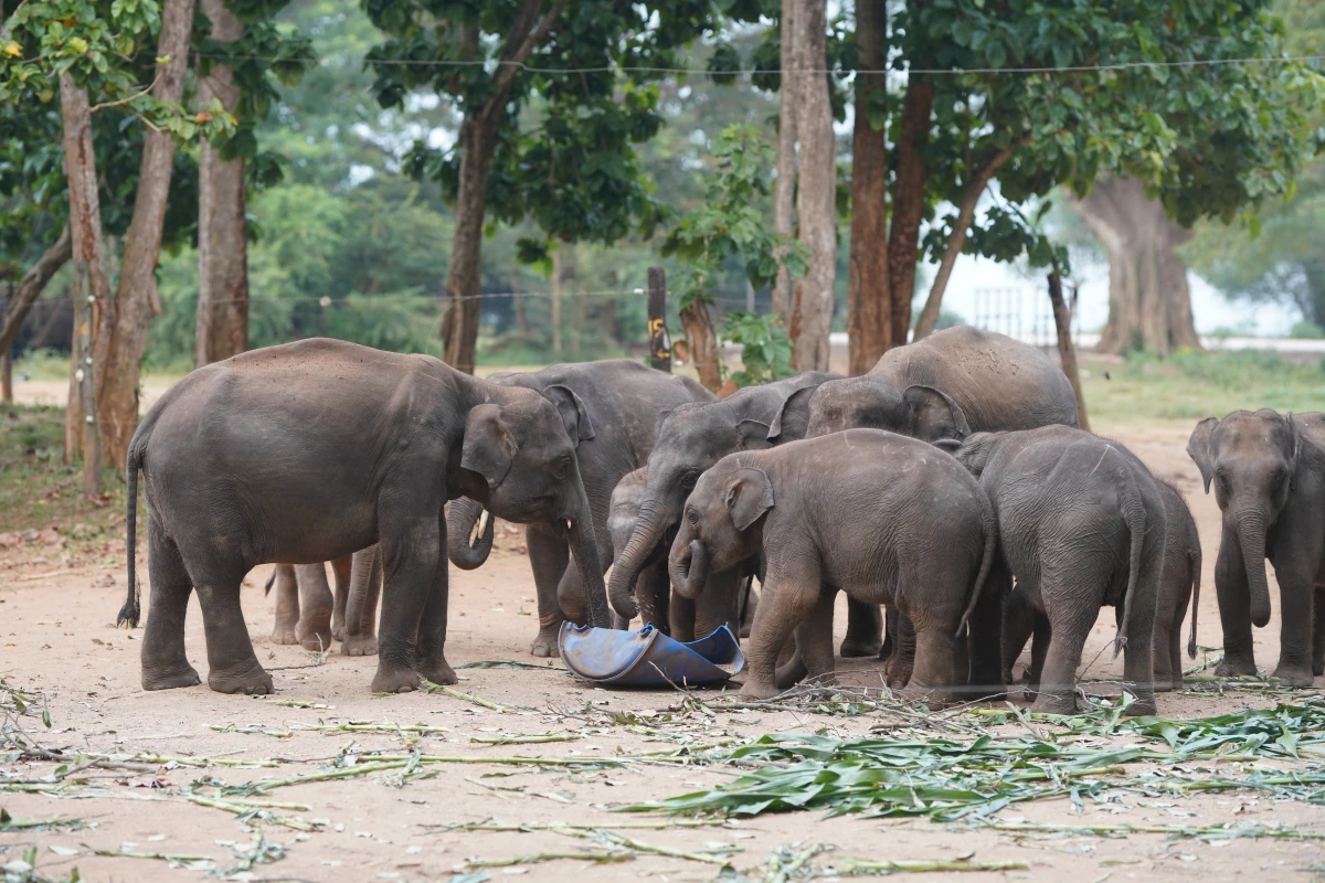 Junge Asiatische Elefanten bei der Fütterung im Elephant Transit Home in Udawalawa