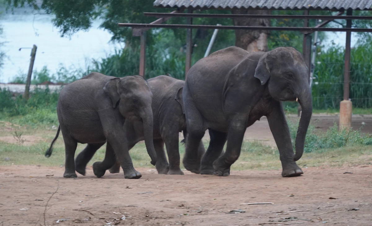 Junge Asiatische Elefanten auf dem Weg zur Milchfütterung im Elephant Transit Home in Udawalawa