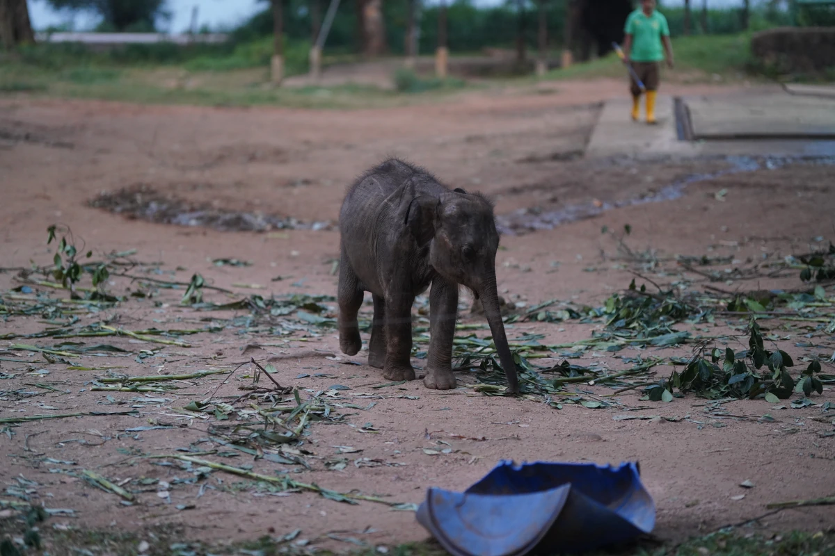 Junger Asiatischer Elefant läuft den Pfleger im Elephant Transit Home in Udawalawa davon