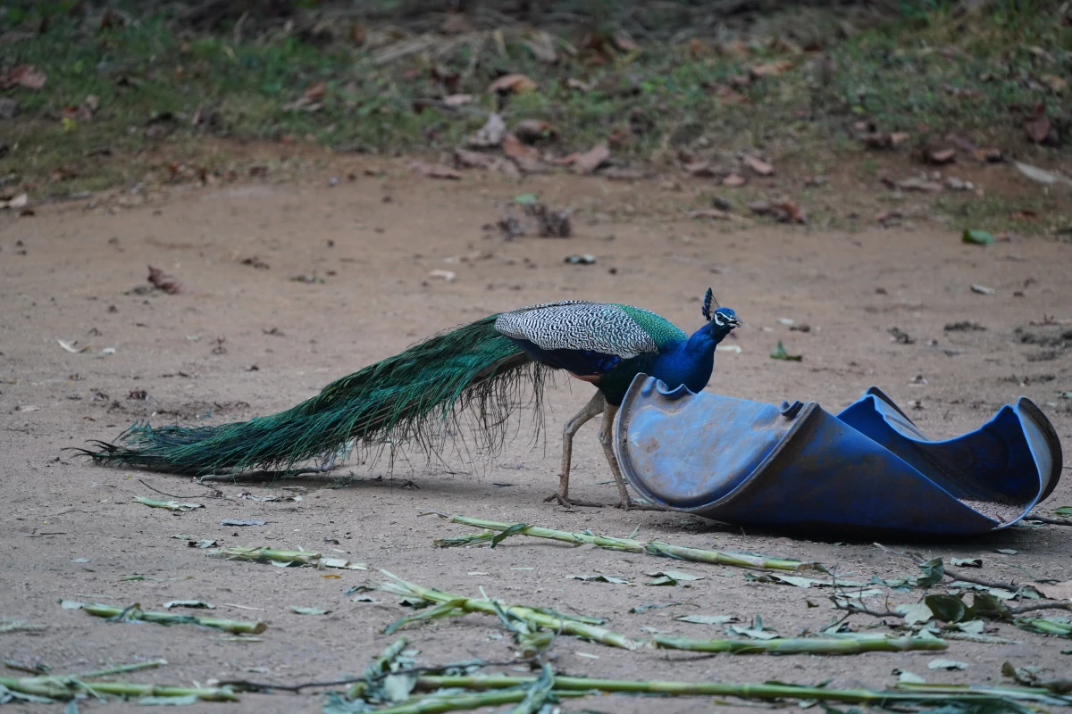 Blauer Pfau frisst Elefantenfutter im Elephant Transit Home in Udawalawa