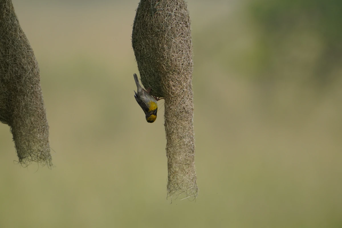 Ein Bayaweber baut an seinem Nest