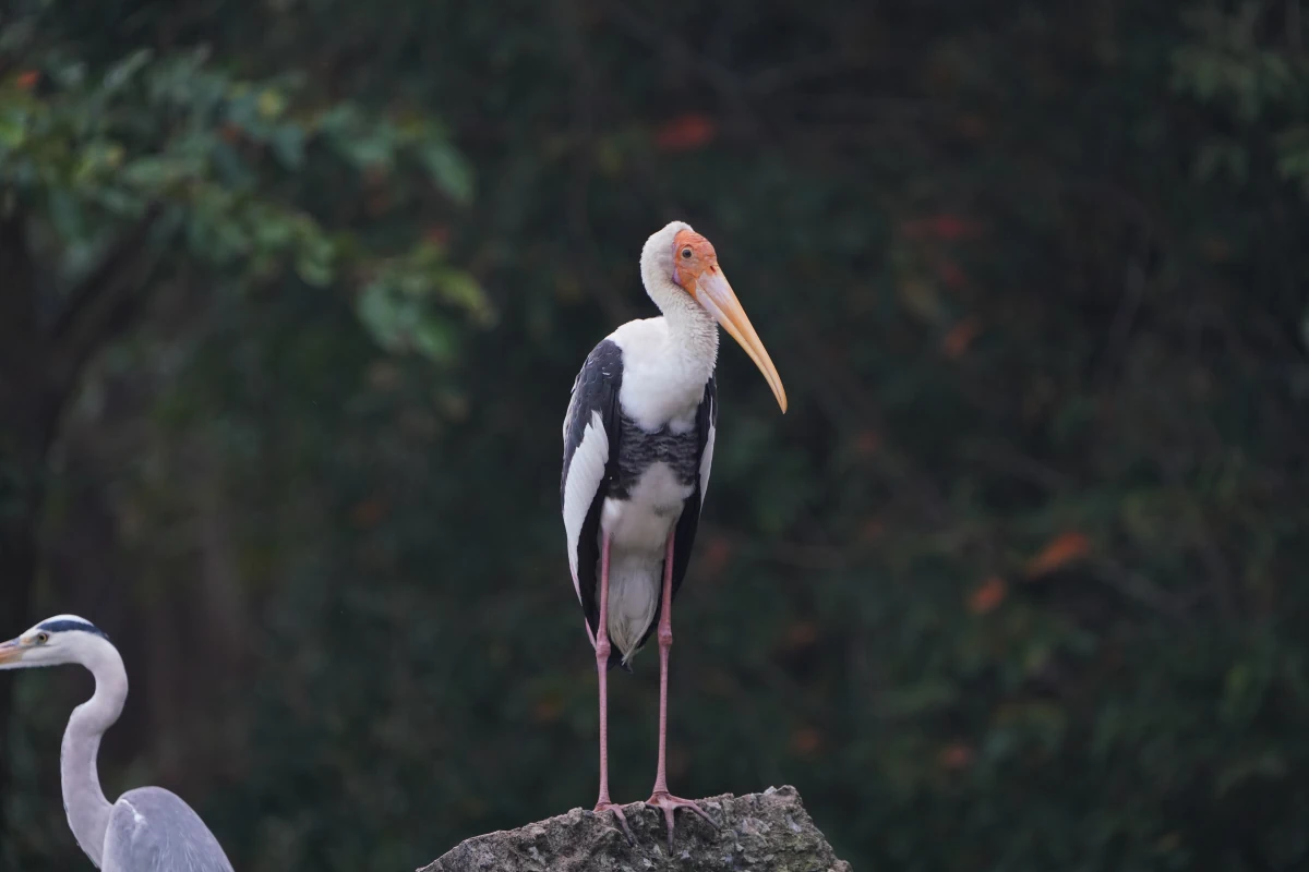 Buntstorch (und Graureiher)