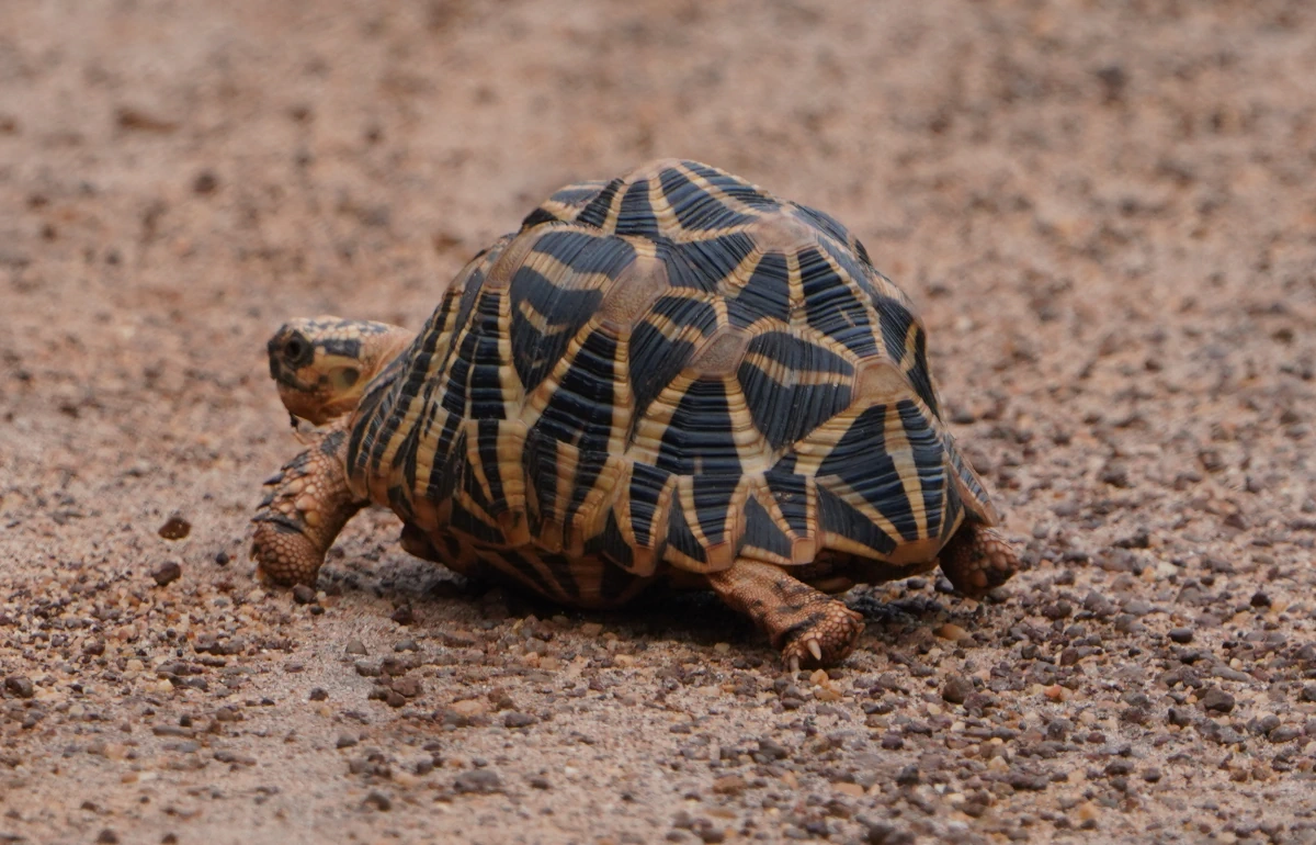 Indische Sternschildkröte