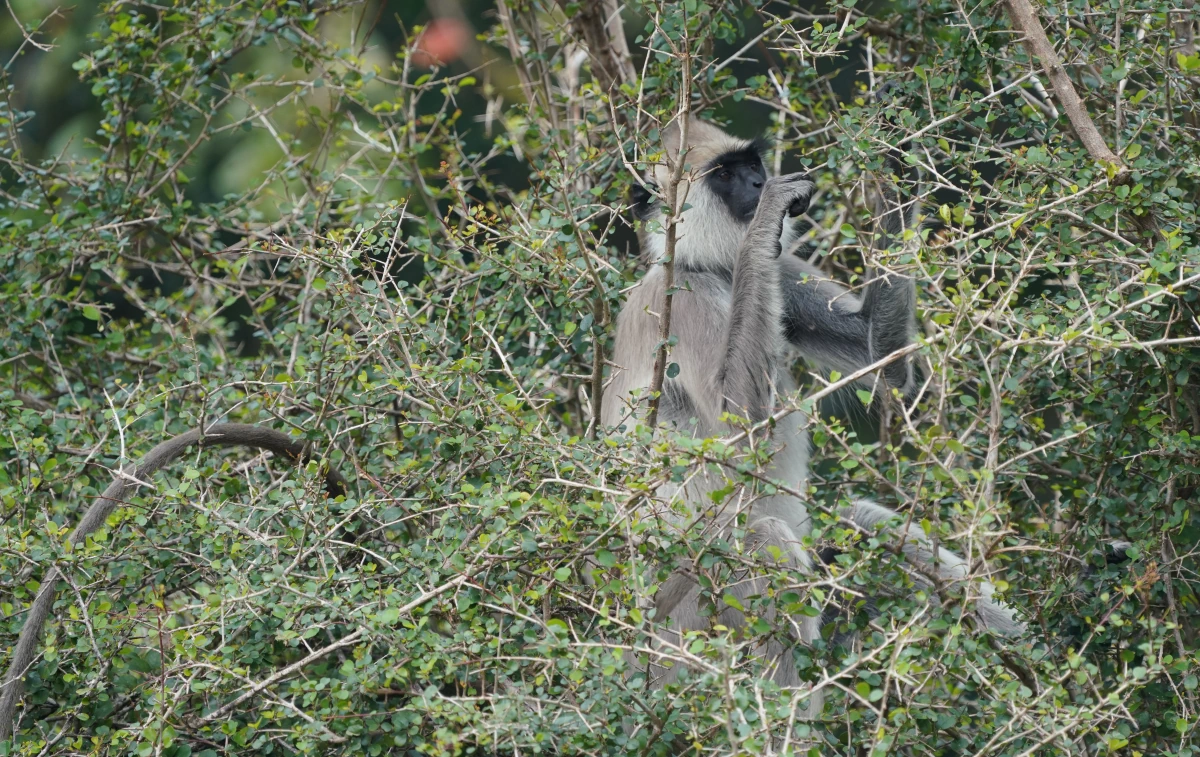 Weißbartlangur frisst von einem Baum im Wilpattu-Nationalpark von Sri Lanka