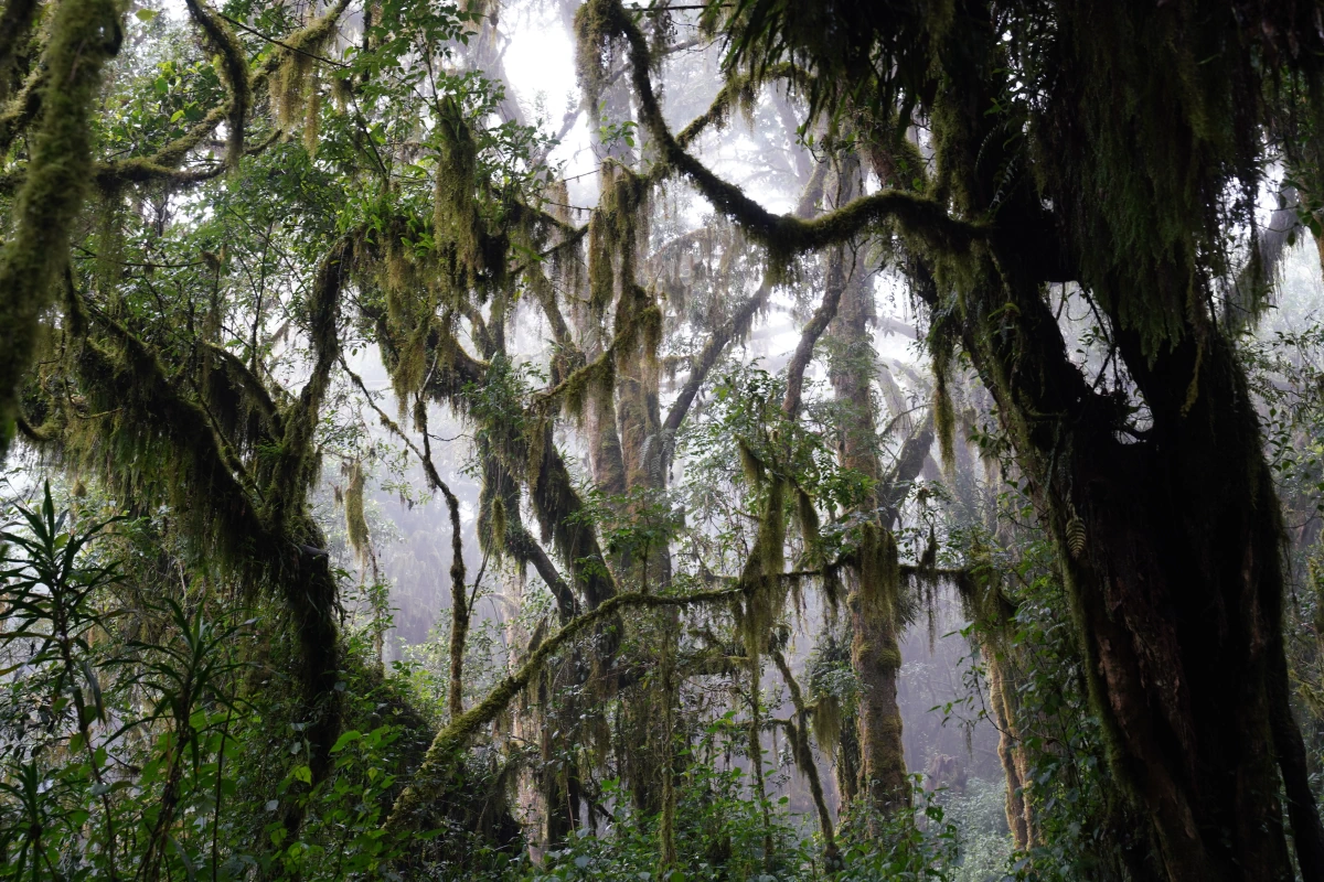 Bemooste Bäume an der Marangu Route im Kilimandscharo-Nationalpark im Nebel