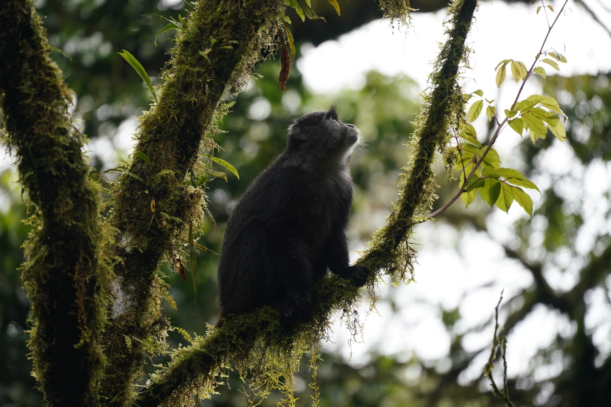 Diademmeerkatze im Gegenlicht an der Marangu Route im Kilimandscharo-Nationalpark