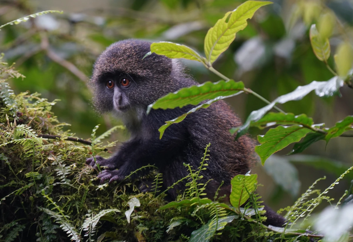 Diademmeerkatzen-Baby an der Marangu Route im Kilimandscharo-Nationalpark