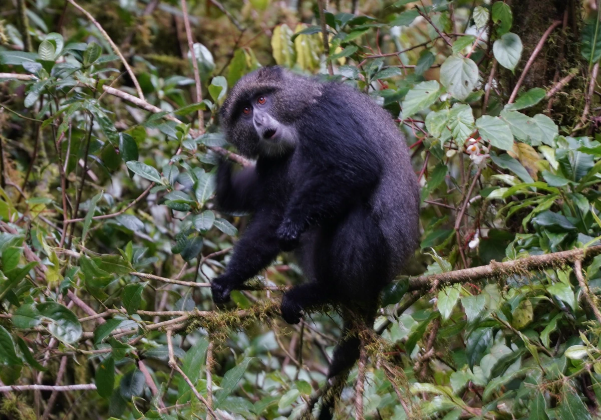 Diademmeerkatze („Blue monkey“) an der Marangu Route im Kilimandscharo-Nationalpark