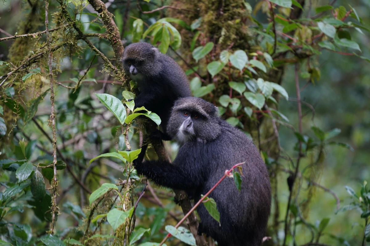 Diademmeerkatzen an der Marangu Route im Kilimandscharo-Nationalpark