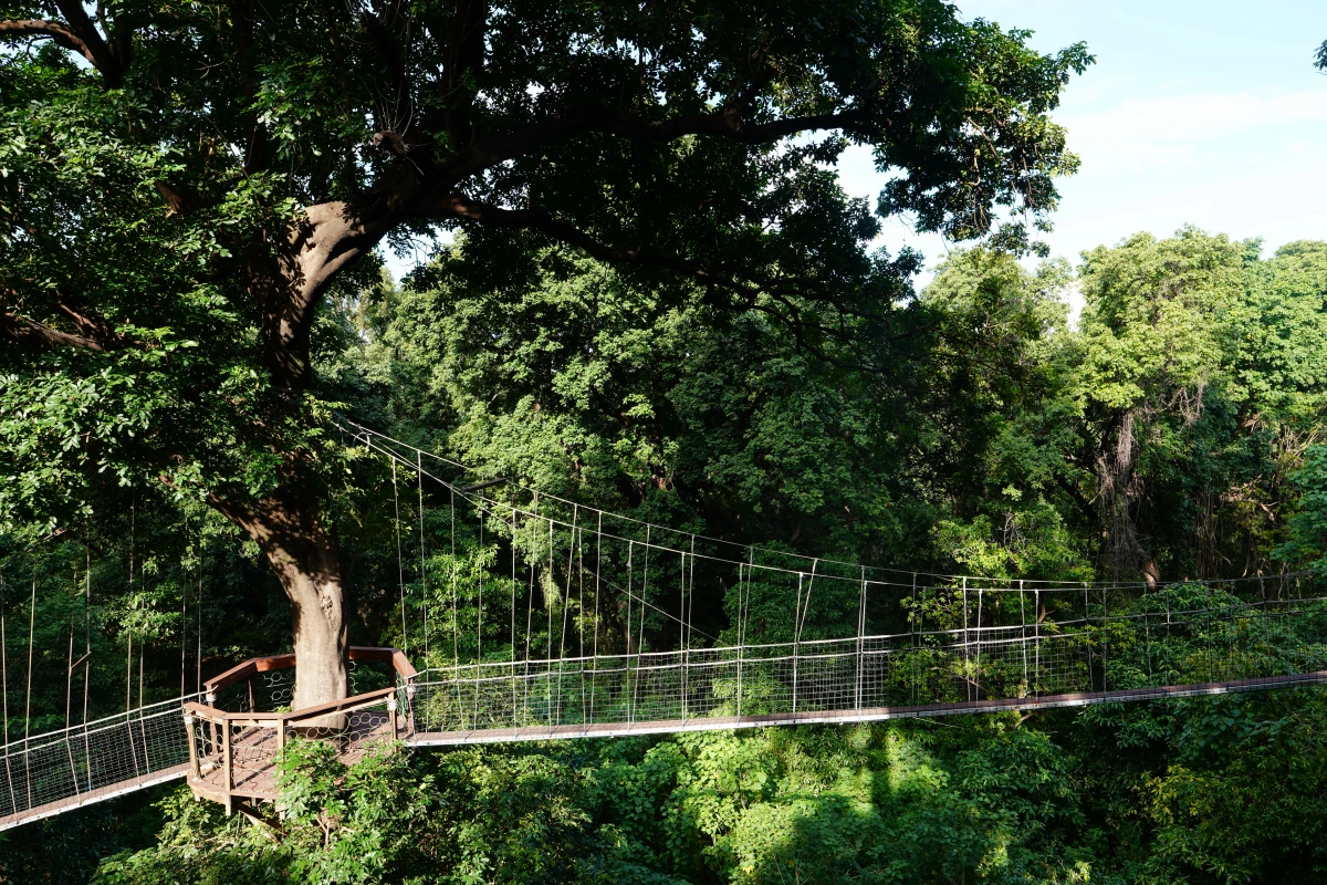 Baumwipfelpfad im Manyara-Nationalpark