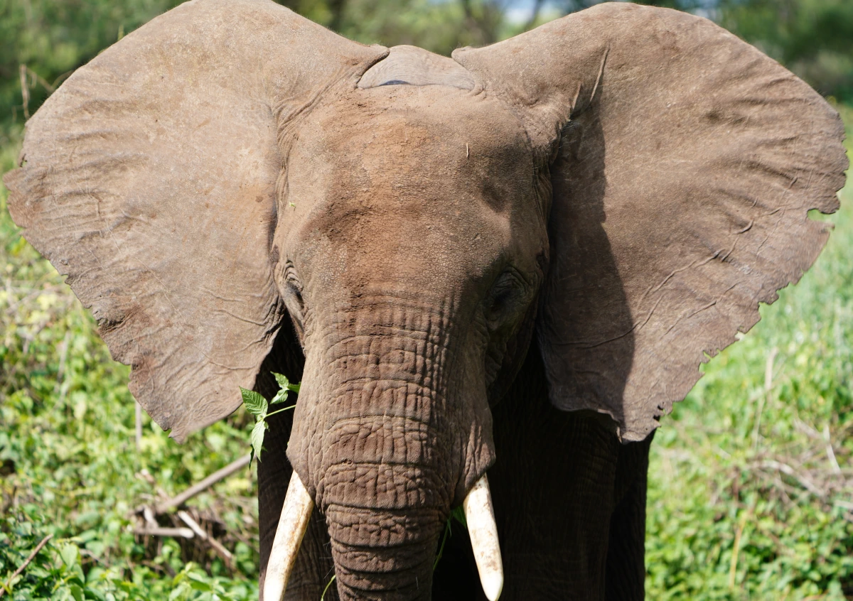 Afrikanischer Elefant fächert mit seinen Ohren im Manyara-Nationalpark